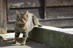 cat_419　波止場のポーズ?