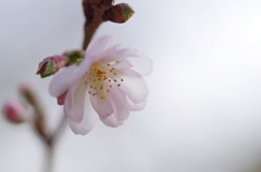 十月桜_5