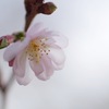 十月桜_5