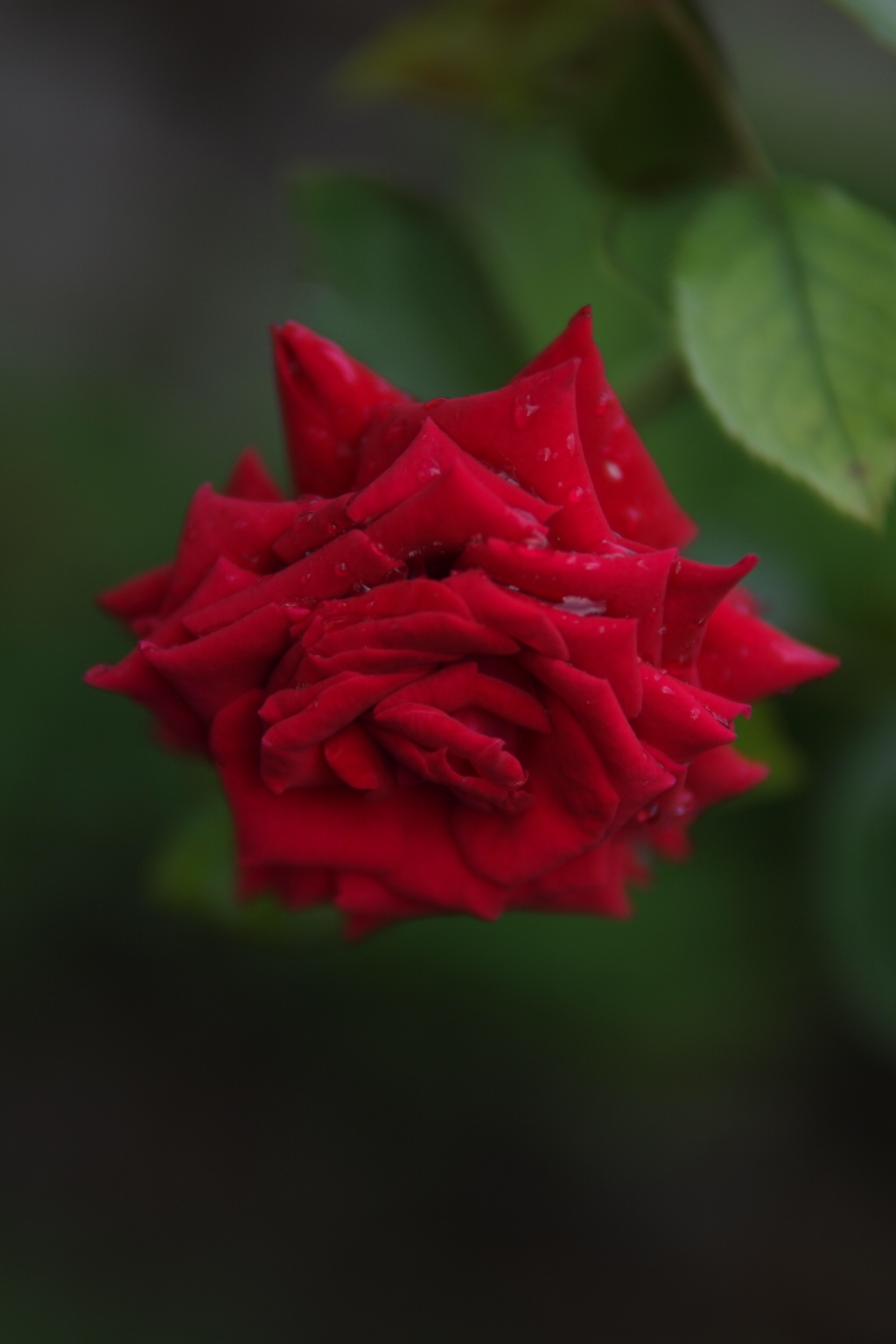 薔薇_3
