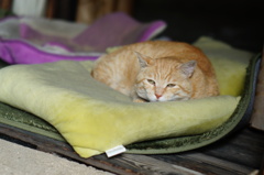 cat_331　ぼーっ