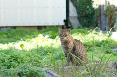 cat_123  空き地にて