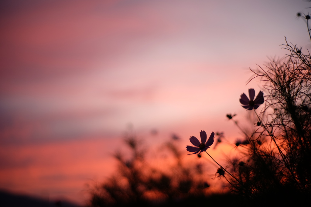 秋桜_4　夕焼けに染まる