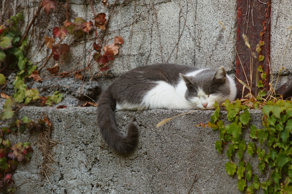 cat_125  しっぽの先で