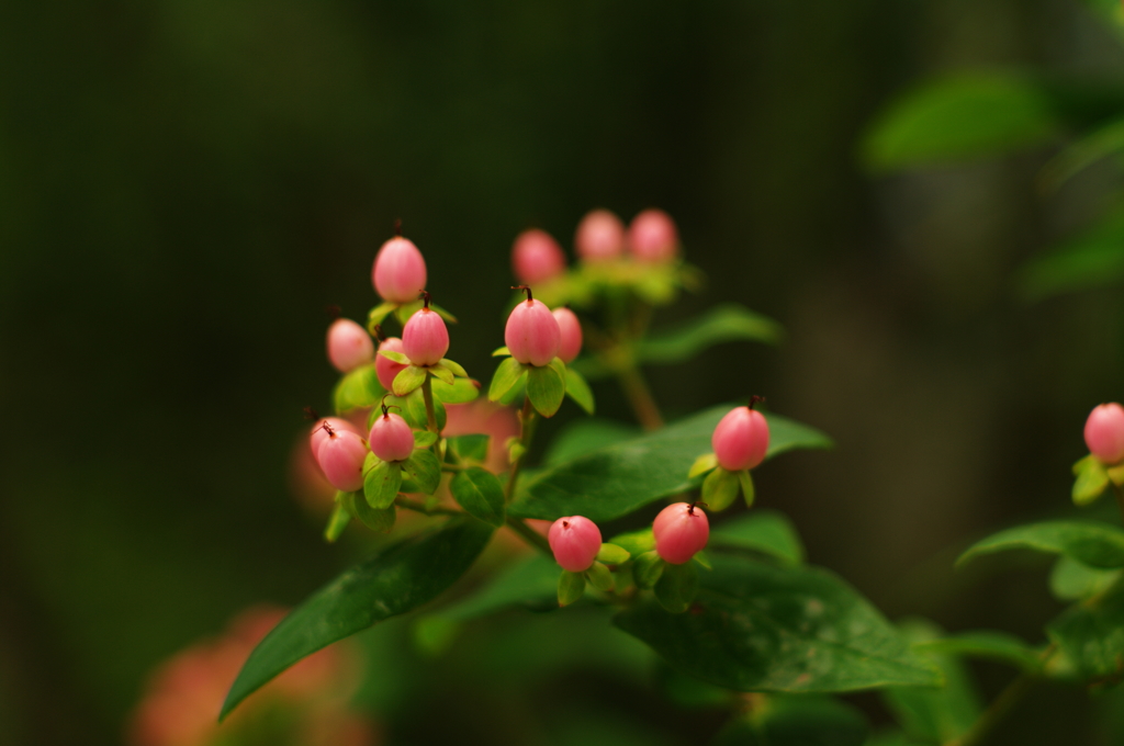 ヒペリカムの実