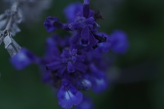 4_Blue salvia