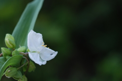 白花紫露草