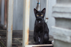 cat_362　そこにいるだけで