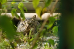 cat_404　何か居るにゃ?!