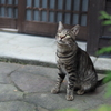 cat_364　にゃ!?