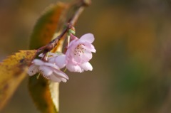 十月桜_1