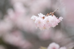 桜咲く_9