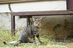 cat_112  痛かったにゃ