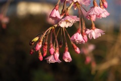 5_桜