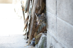cat_97  ここが玄関?