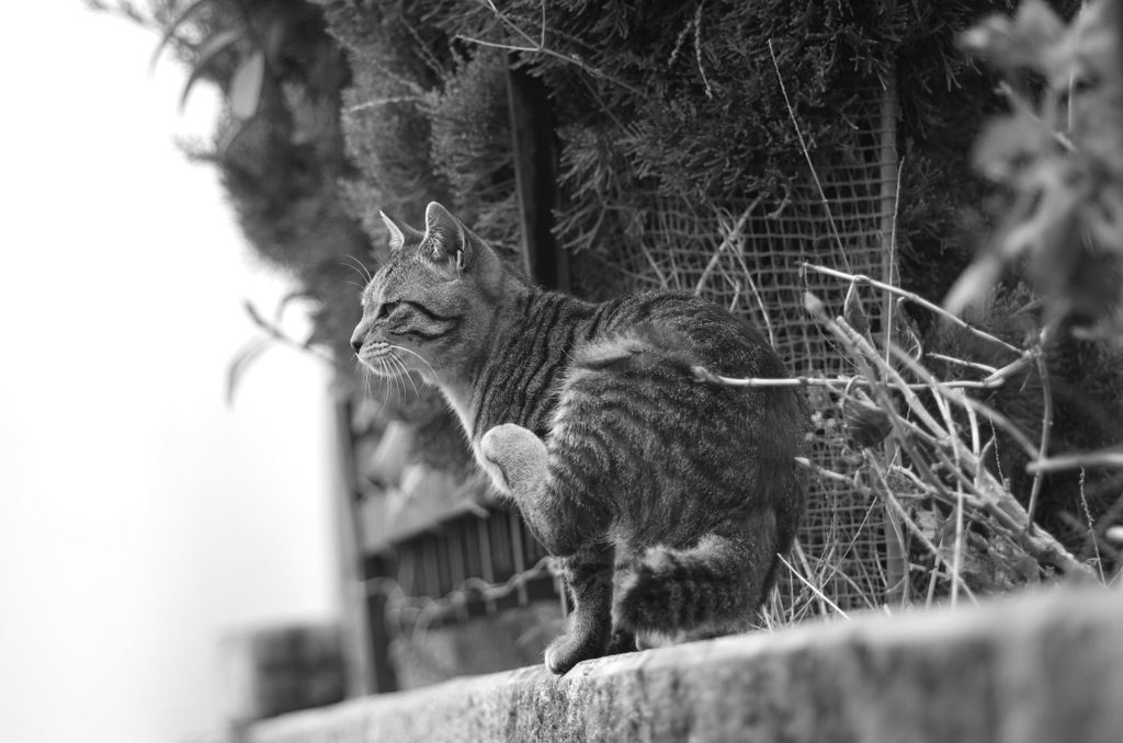 招き猫?