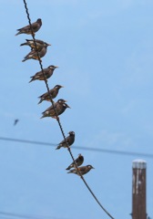 ムクドリ