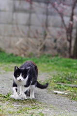 cat_352　ハチワレ＋あご髭
