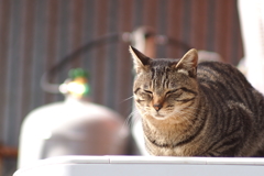 チラッ