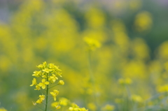 菜の花畑_2