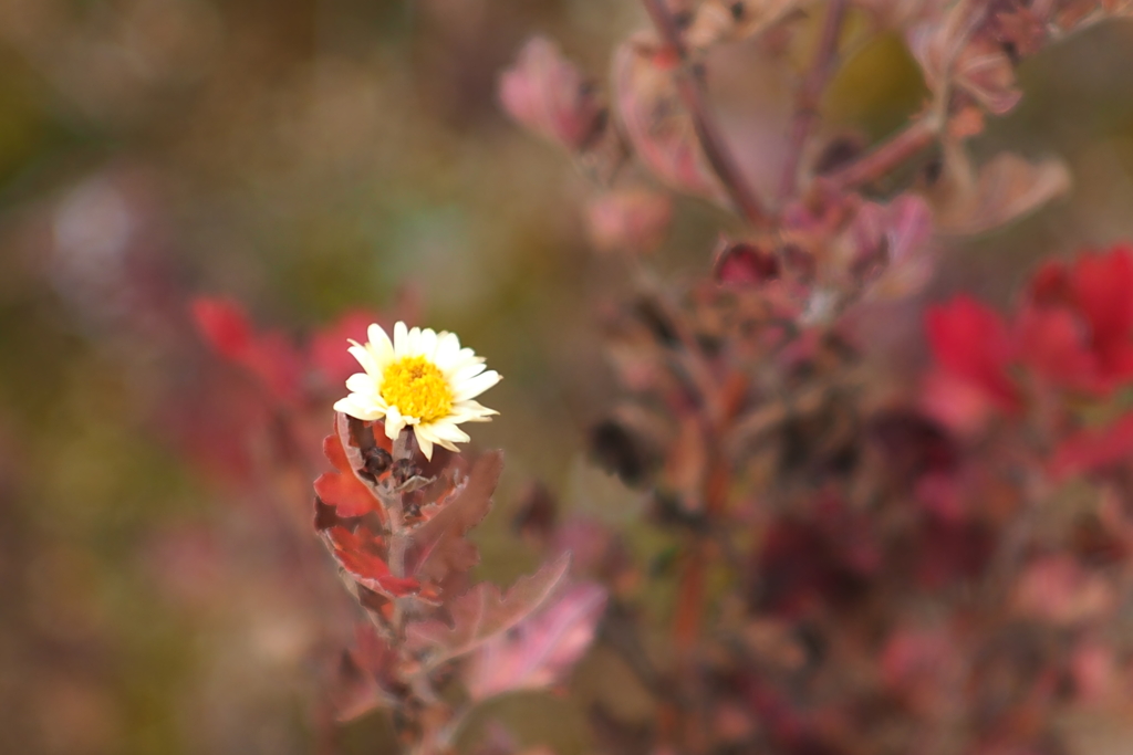 冬の花_2