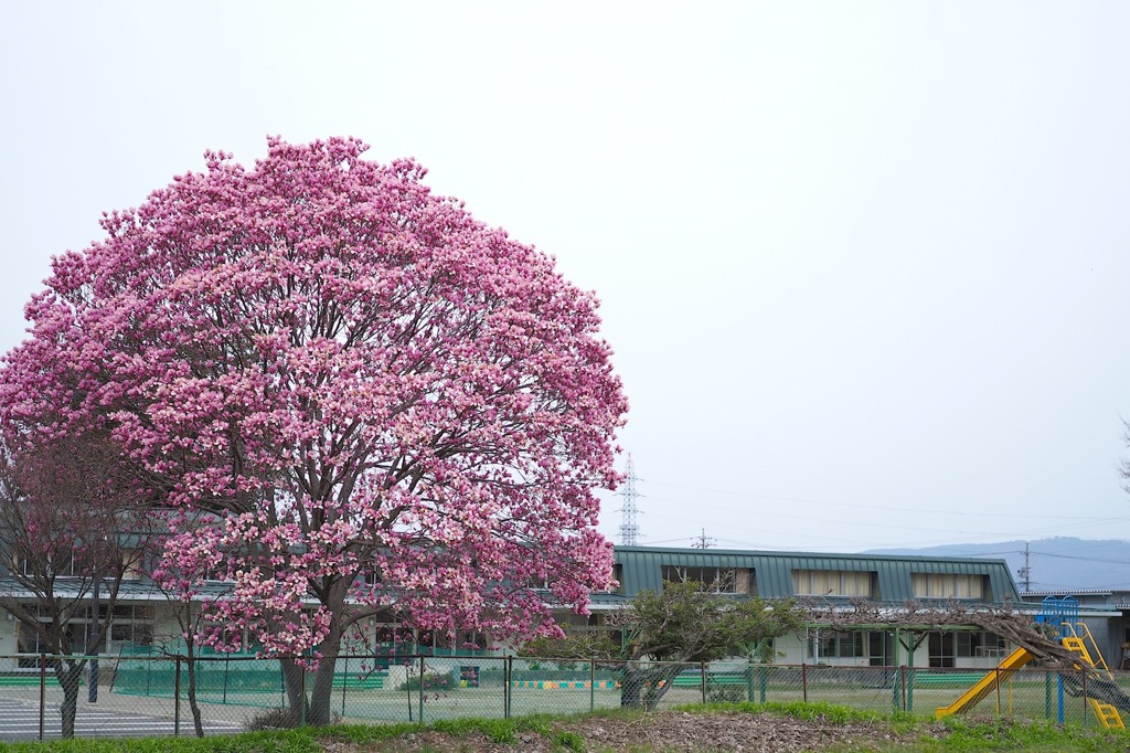 木蓮_A30