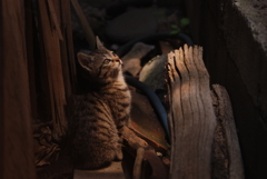 cat_285　new face