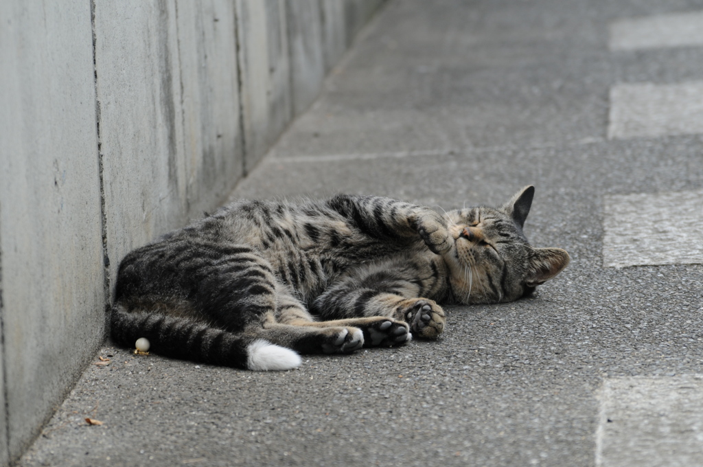 cat_393　寝返りそうでしなかった