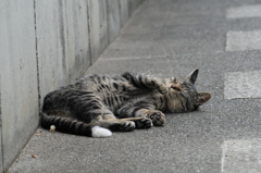 cat_393　寝返りそうでしなかった