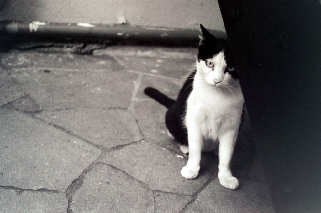 cat_409　フィルムにて