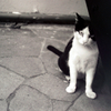cat_409　フィルムにて