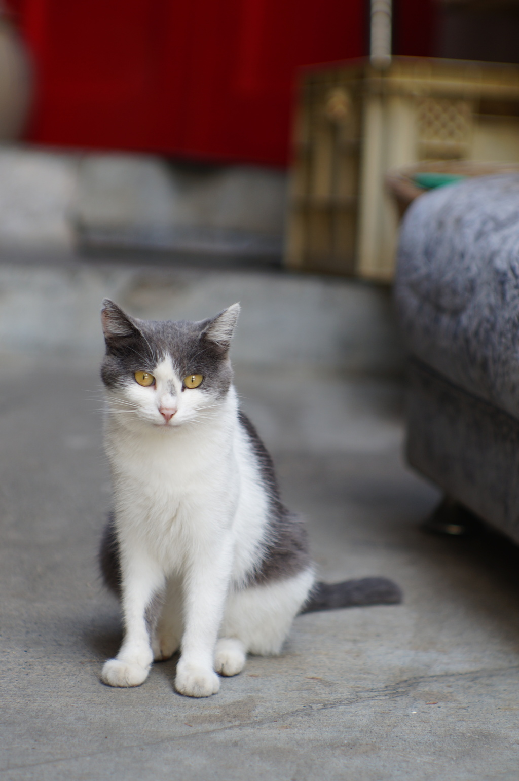 cat_396　美人に撮ってにゃ