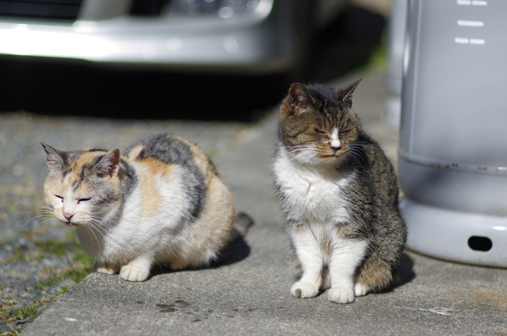 cat_579 美味しくなかった顔の二人