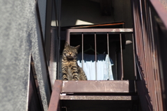 cat_175  そこでにゃにしてんのー?