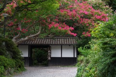 夏_百日紅