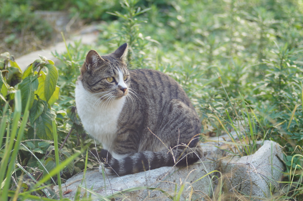 cat_147   空き地にて