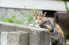 cat_365　靴下履いてます