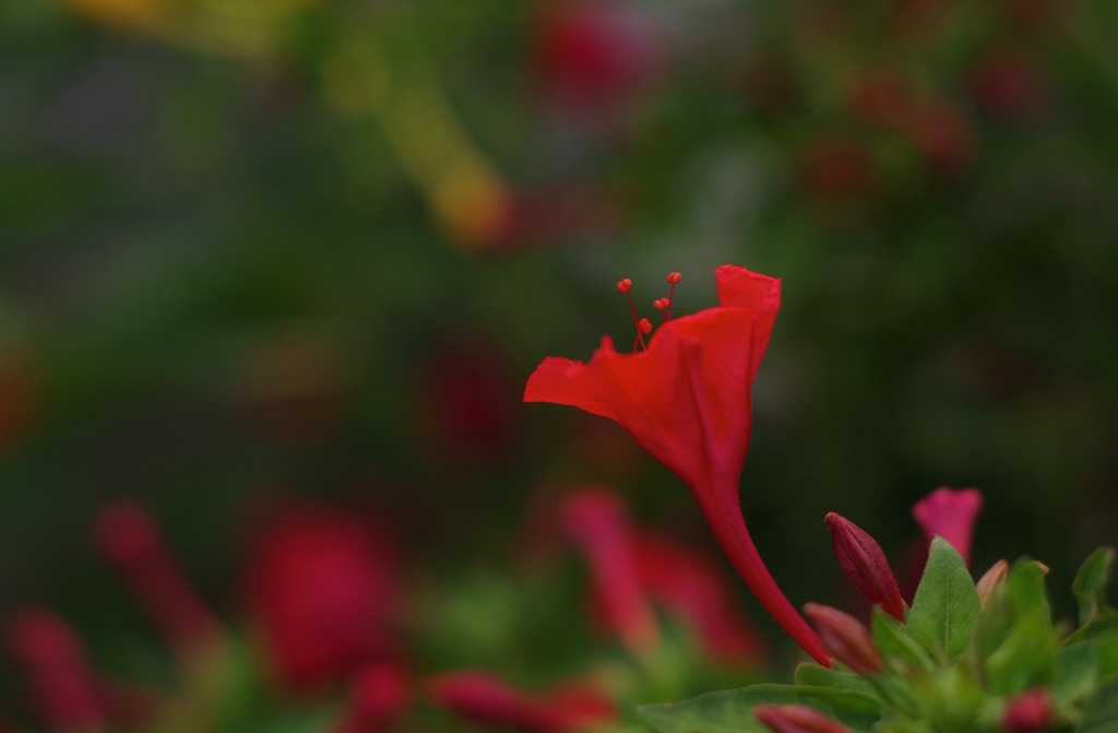 7_P_オシロイバナ