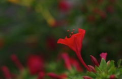 7_P_オシロイバナ