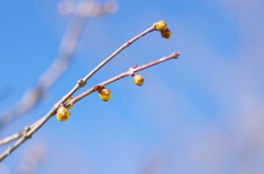 蝋梅の蕾_1