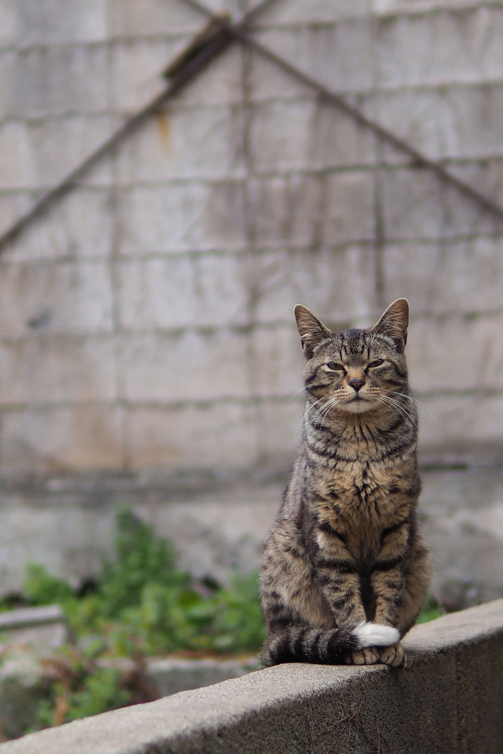 cat_39