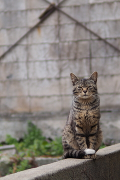 cat_39