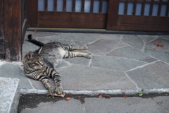 cat_370　にゃ!