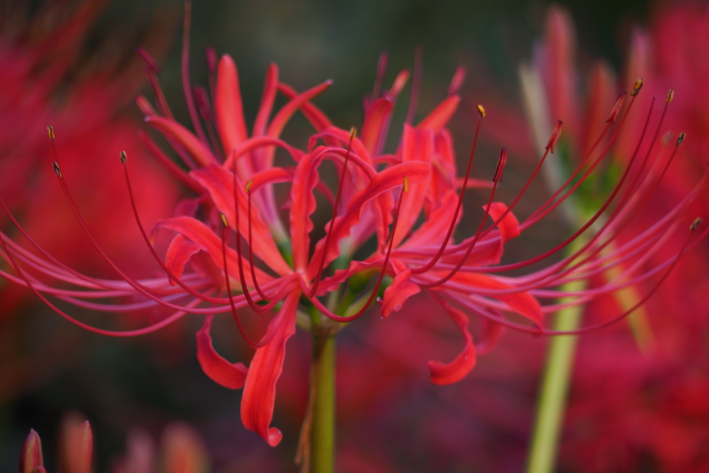 彼岸花_8