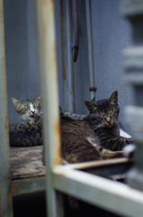 cat_59  何匹いるでしょう?