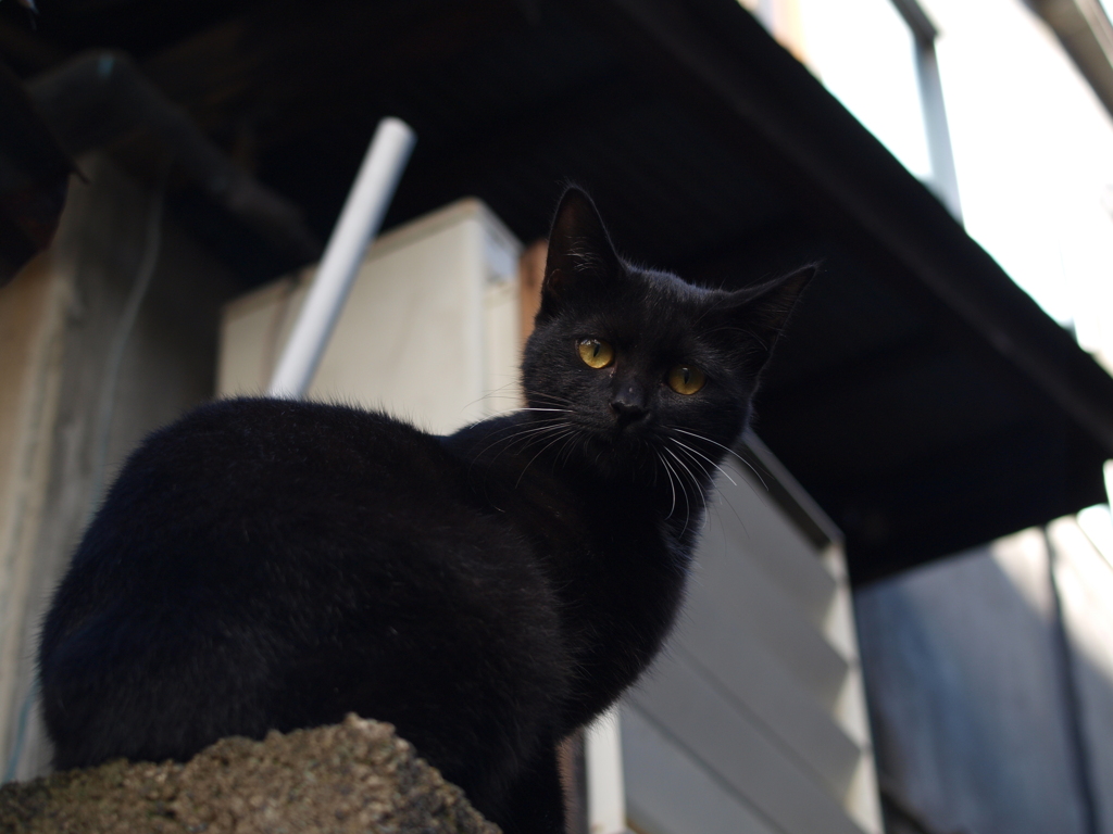 cat_424　呼んだかにゃ?
