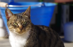 猫_3