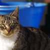 猫_3