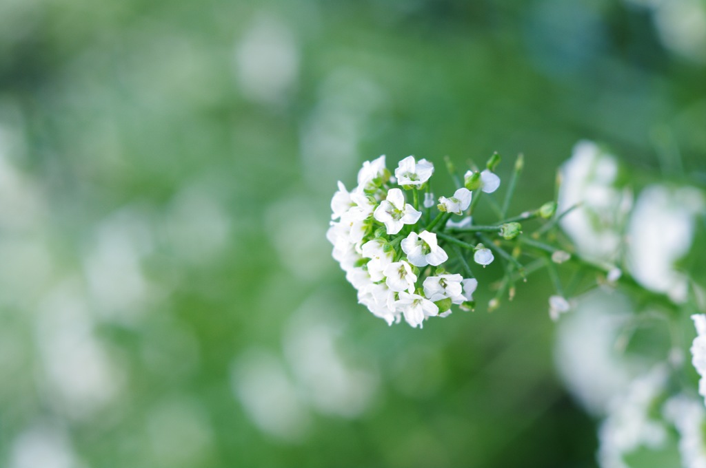 スイートアリッサム