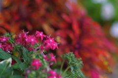 秋色とペンタス